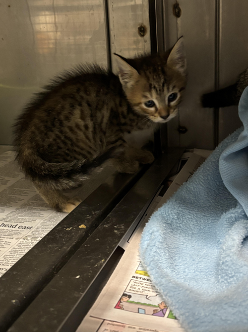 Photo for animal #1571