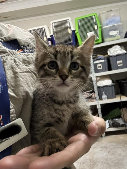 Photo for animal #1726