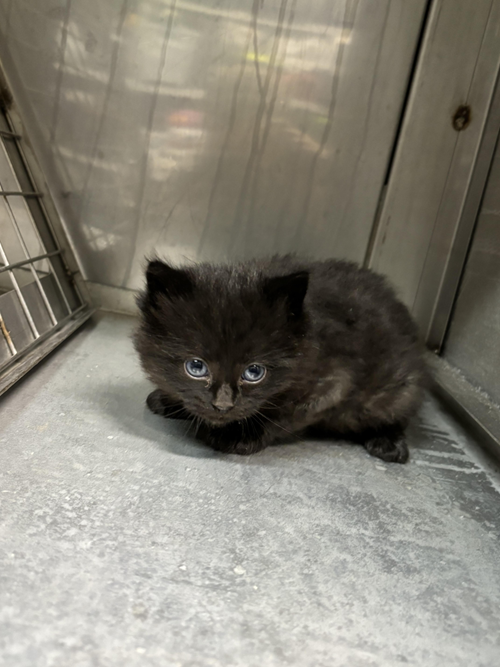 Photo for animal #1574