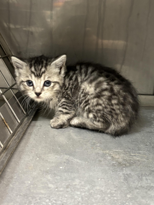 Photo for animal #1575