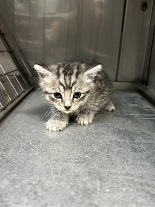 Photo for animal #1576