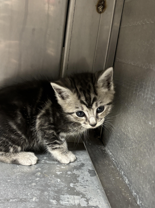 Photo for animal #1577