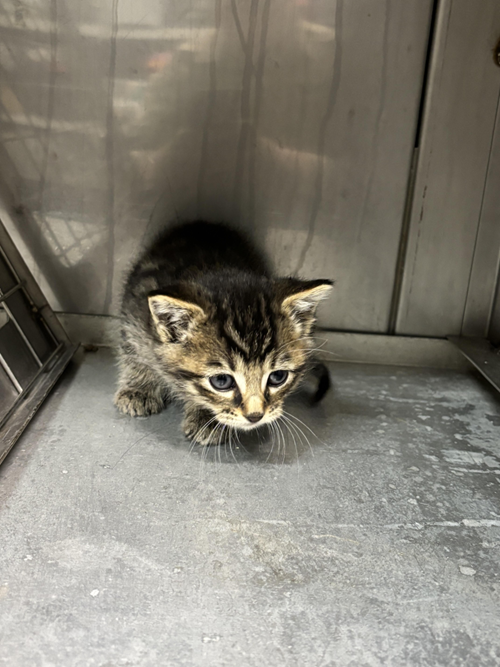 Photo for animal #1578