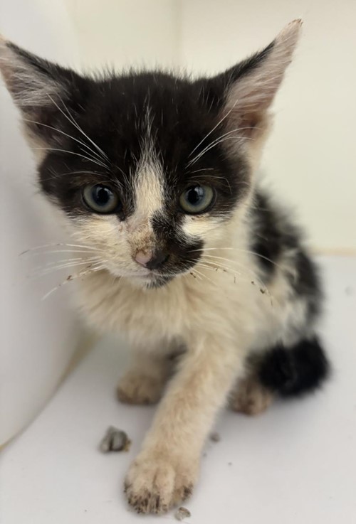 Photo for animal #1732