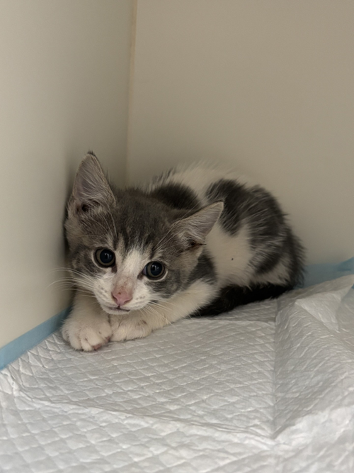 Photo for animal #1604