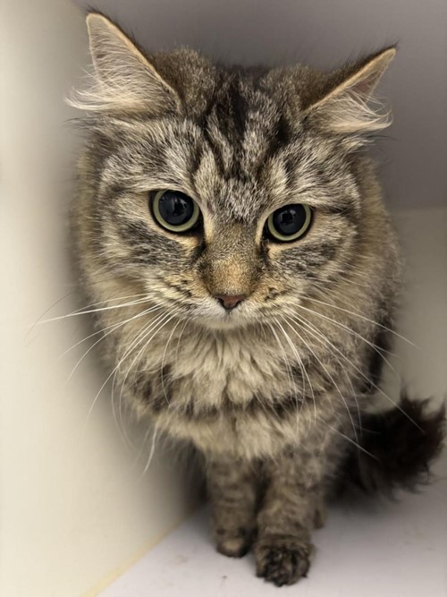 Photo for animal #1959