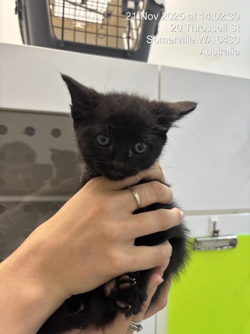 Photo for animal #1614