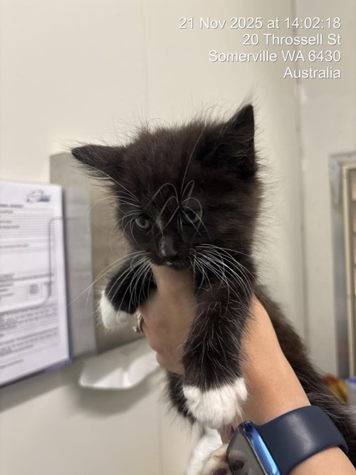 Photo for animal #1615