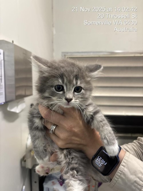 Photo for animal #1616