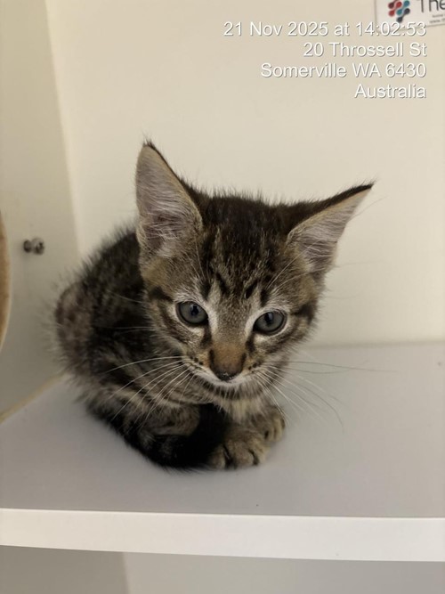 Photo for animal #1618