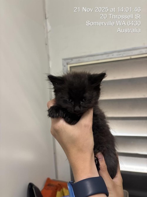 Photo for animal #1613