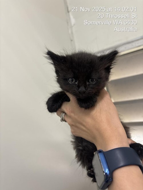 Photo for animal #1612