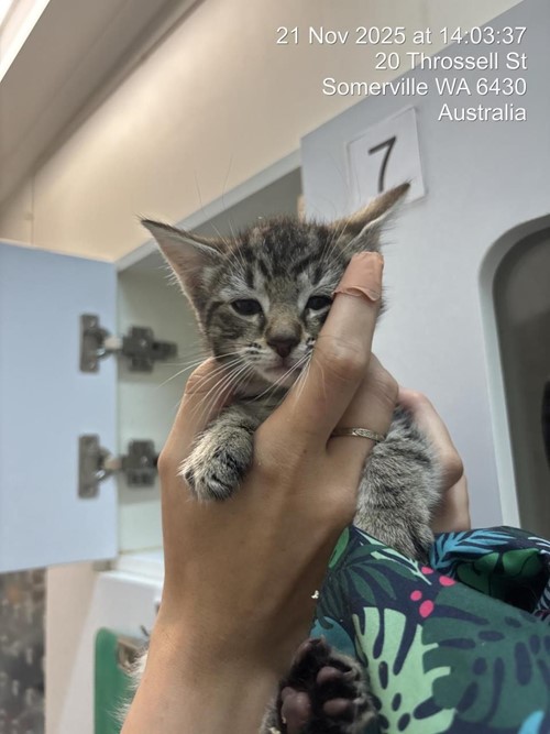 Photo for animal #1611