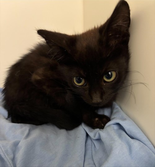 Photo for animal #1748