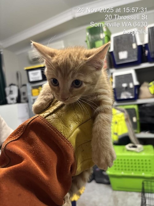 Photo for animal #1626