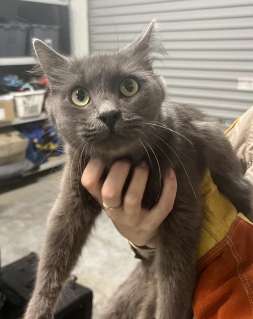 Photo for animal #1632