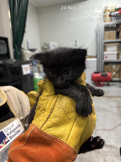 Photo for animal #1629