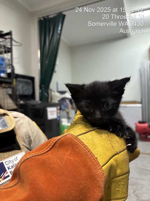 Photo for animal #1631