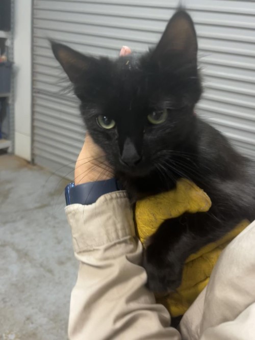 Photo for animal #1633