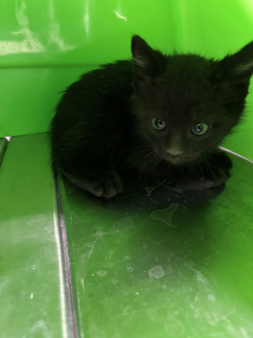 Photo for animal #1621