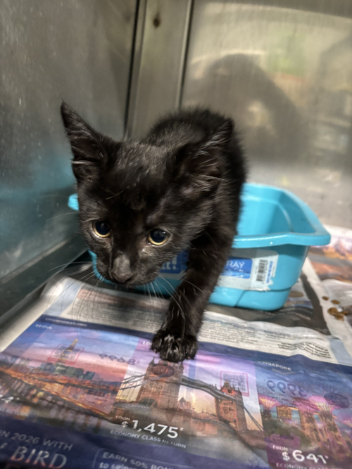 Photo for animal #1623