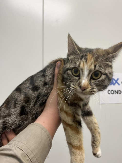 Photo for animal #1636