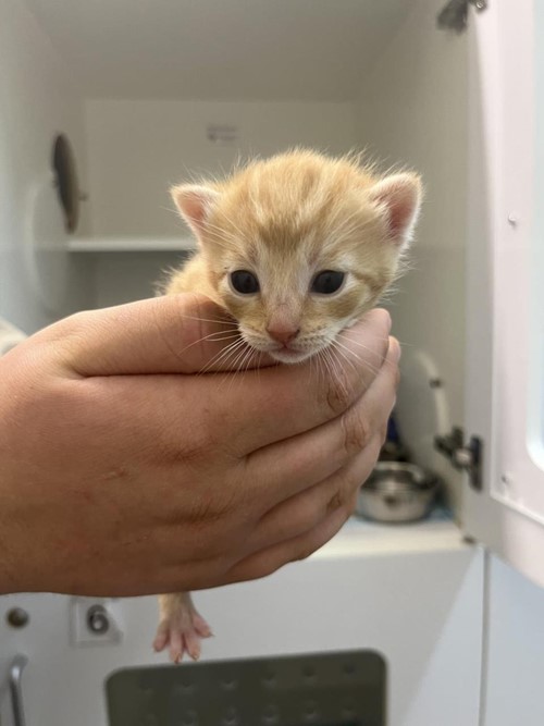 Photo for animal #1640