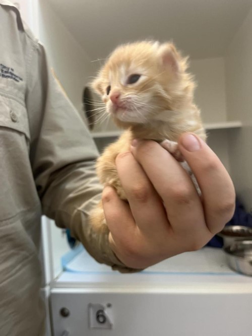 Photo for animal #1641