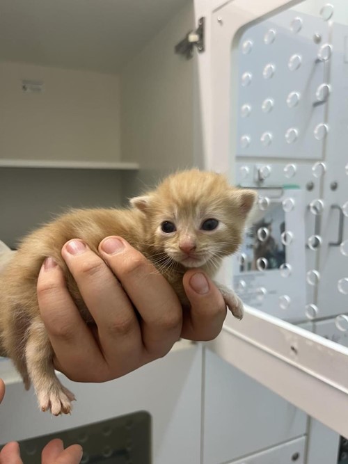 Photo for animal #1639