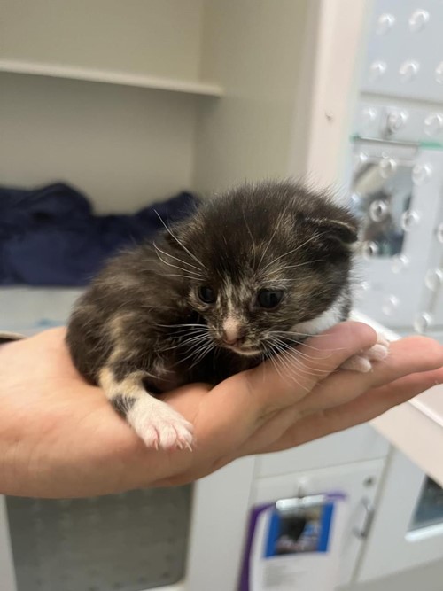 Photo for animal #1638