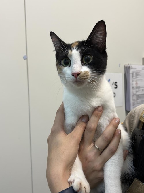 Photo for animal #1735