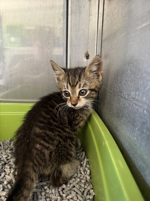 Photo for animal #1643