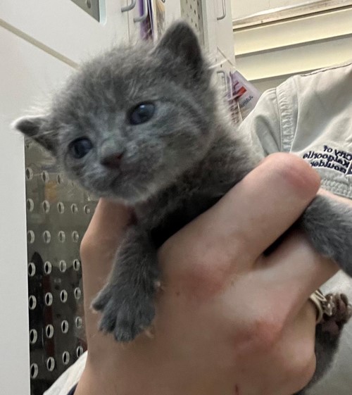 Photo for animal #1648