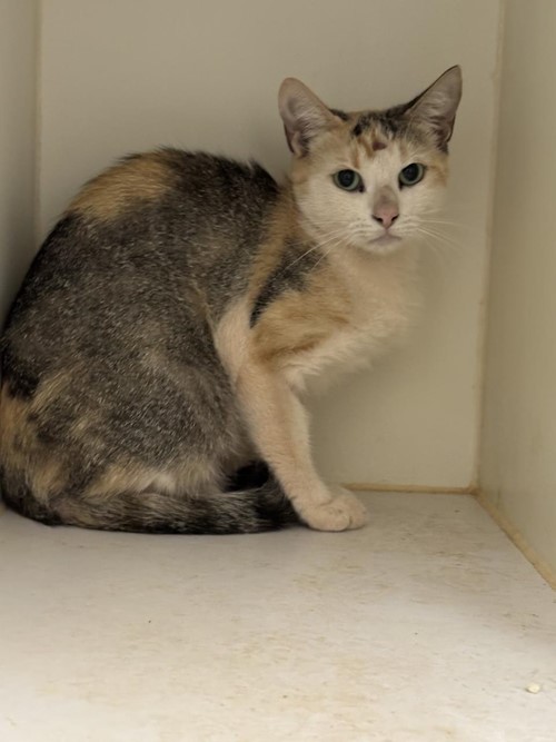 Photo for animal #1756