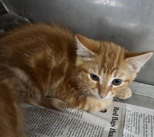 Photo for animal #1657