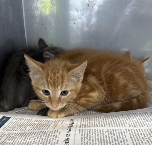 Photo for animal #1658