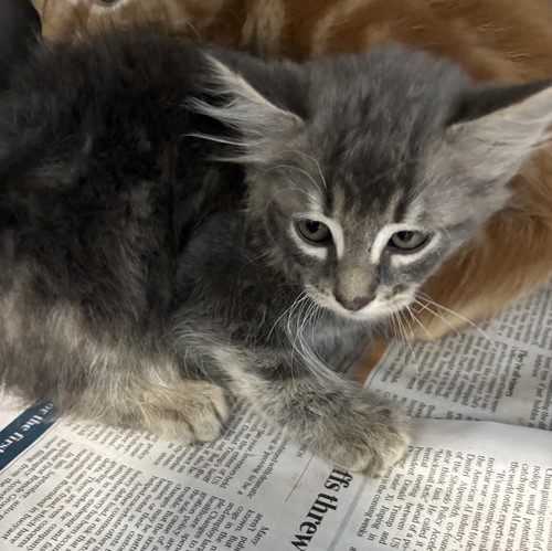 Photo for animal #1659