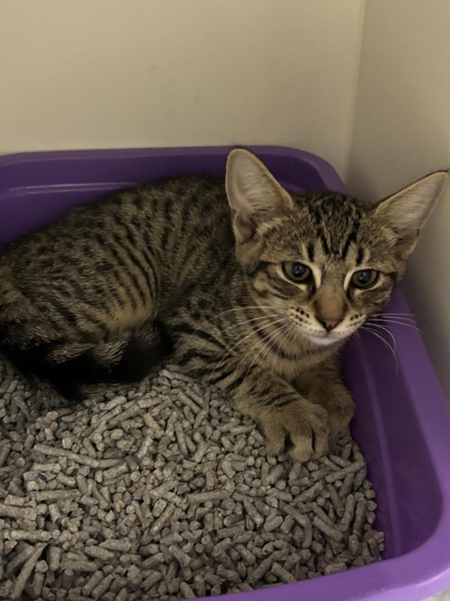 Photo for animal #1691