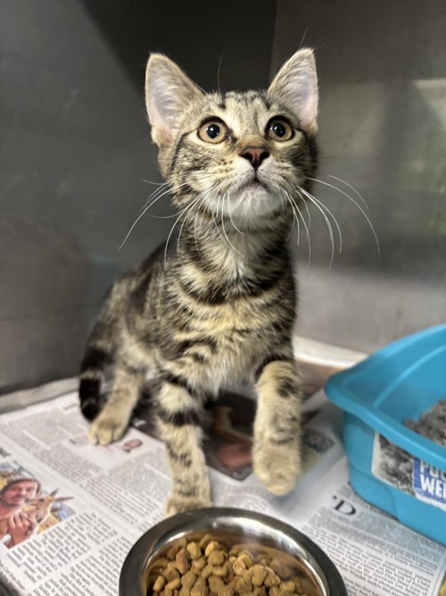 Photo for animal #1672