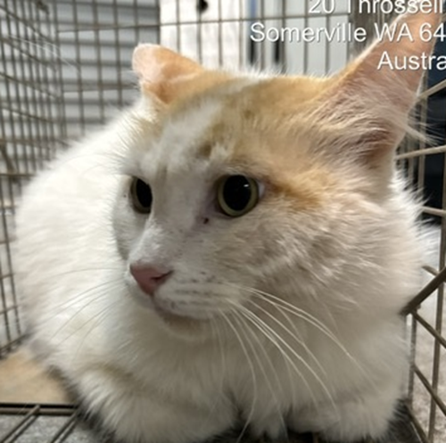 Photo for animal #1674