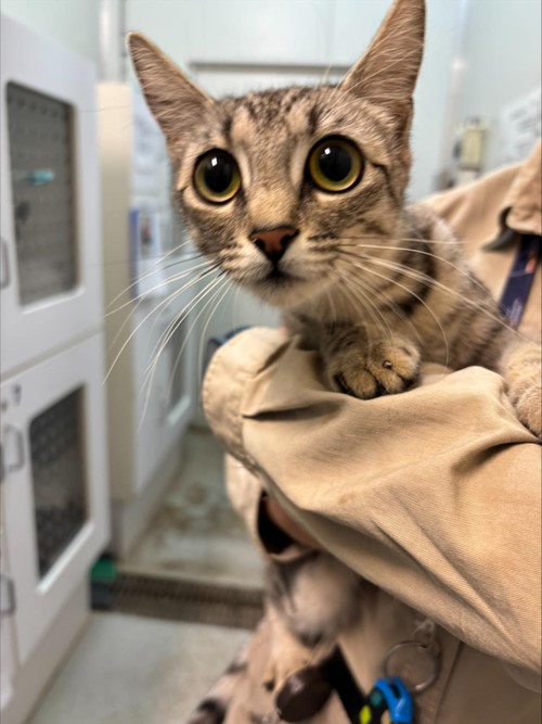 Photo for animal #1761