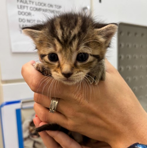 Photo for animal #1762