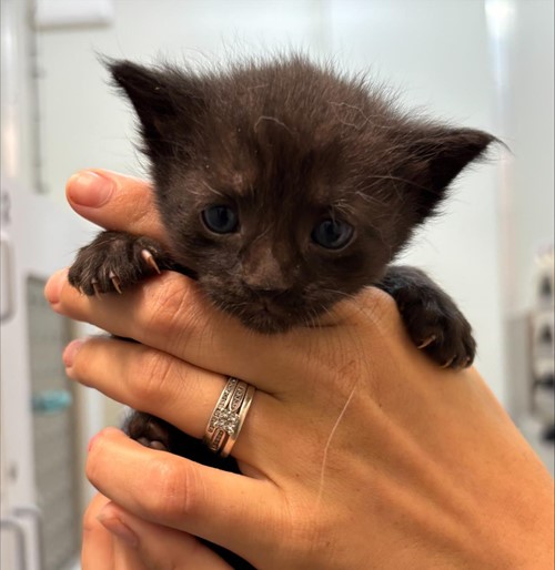 Photo for animal #1763