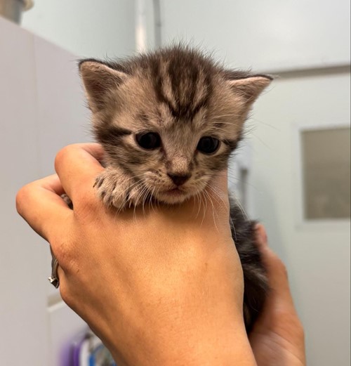 Photo for animal #1764