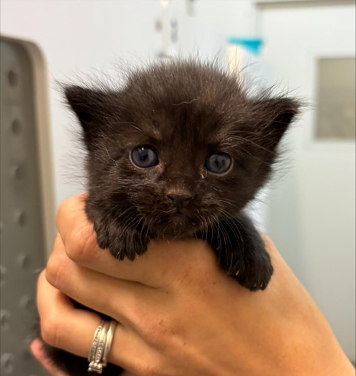 Photo for animal #1765