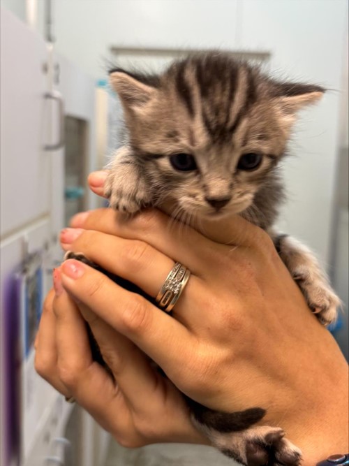 Photo for animal #1766