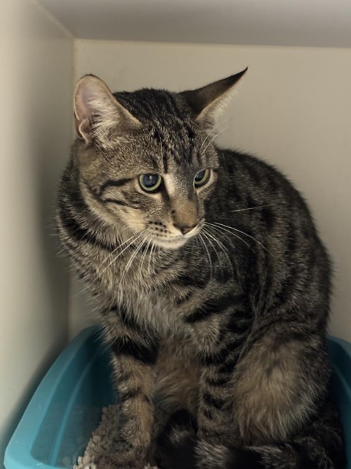 Photo for animal #1759