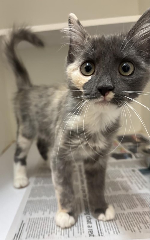 Photo for animal #1774