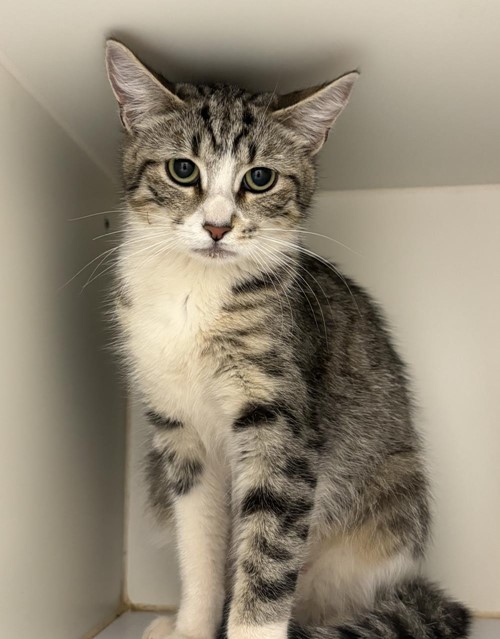 Photo for animal #1842