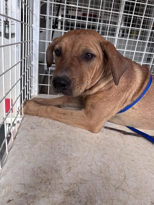 Photo for animal #1851